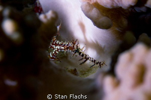 Ghost & Shadow by Stan Flachs 
